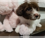Small Photo #3 Pomsky Puppy For Sale in CHICAGO RIDGE, IL, USA