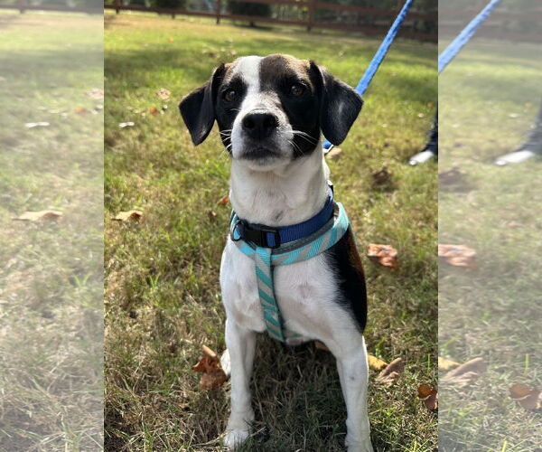 Medium Photo #4 Mutt Puppy For Sale in Greenville, SC, USA