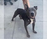 Small #1 Staffordshire Bull Terrier Mix