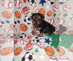 Small #5 Yorkshire Terrier