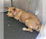 A829058 - Female Mutt Dog for Adoption - Small photo