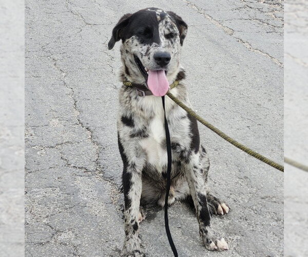 Medium Photo #1 Catahoula Leopard Dog-Unknown Mix Puppy For Sale in San Antonio, TX, USA