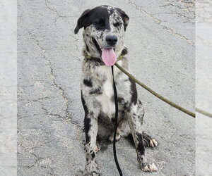 Catahoula Leopard Dog-Unknown Mix Dogs for adoption in San Antonio, TX, USA