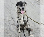 Small Catahoula Leopard Dog Mix