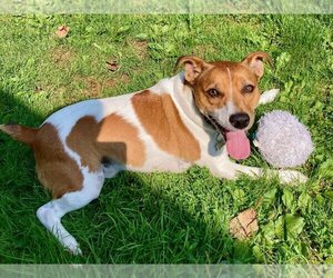 Jack Russell Terrier Dogs for adoption in Attica, NY, USA