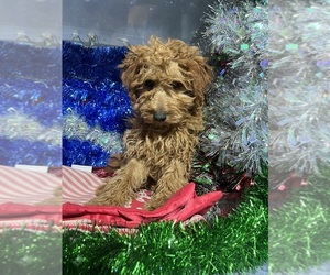 Goldendoodle-Poodle (Miniature) Mix Puppy for sale in DURHAM, CT, USA
