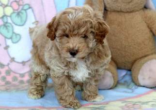 Poodle (Miniature) Puppy for sale in MOUNT JOY, PA, USA