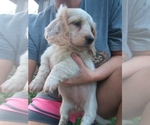 Small Photo #1 Dachshund Puppy For Sale in HAMILTON, MO, USA
