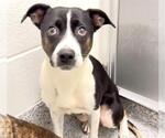 Small #2 American Pit Bull Terrier Mix