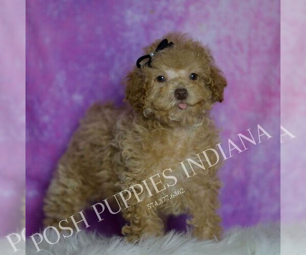 Medium Photo #70 Maltipoo (Miniature) Puppy For Sale in WARSAW, IN, USA