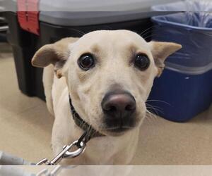 Chiweenie Dogs for adoption in San Clemente, CA, USA