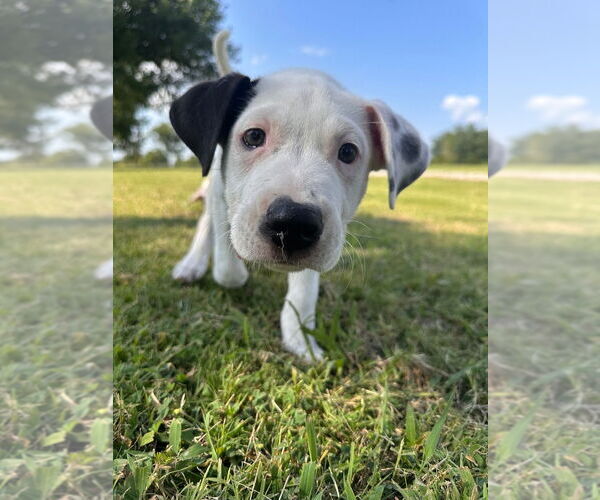 Medium Photo #3 Bulloxer Puppy For Sale in Claremore, OK, USA