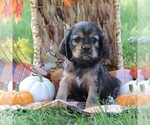 Small Cocker Spaniel