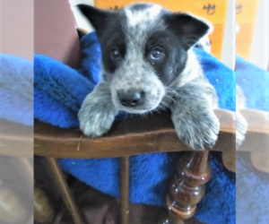 Australian Cattle Dog Puppy for sale in CHICAGO, IL, USA