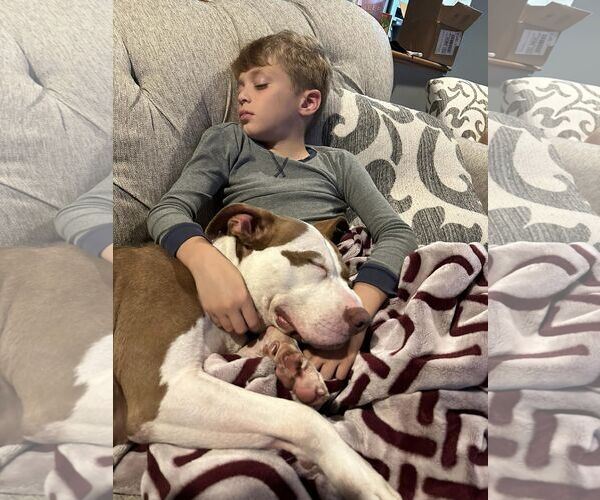 Medium Photo #16 American Pit Bull Terrier-Unknown Mix Puppy For Sale in Oakhurst, NJ, USA