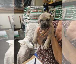 Cane Corso Puppy for sale in CAMBY, IN, USA