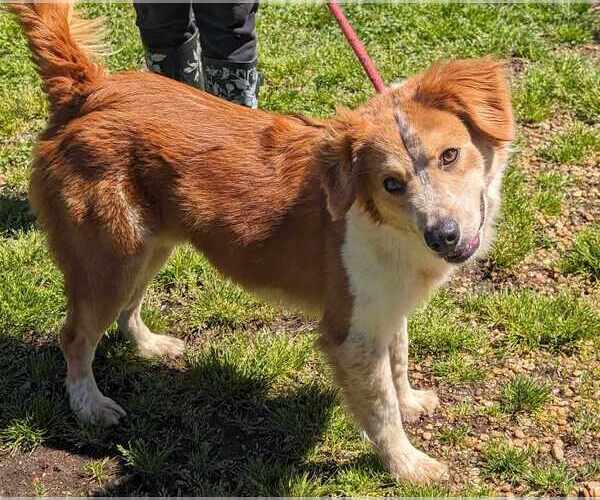 Medium Photo #2 Australian Shepherd-English Shepherd Mix Puppy For Sale in Anniston, AL, USA