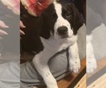 Puppy Katara Cane Corso-Saint Bernard Mix
