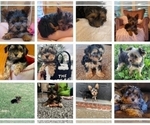 Small Photo #48 Yorkshire Terrier Puppy For Sale in MANES, MO, USA