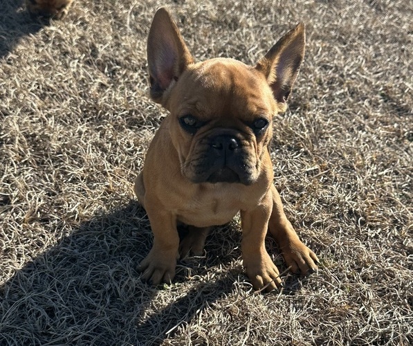 Medium Photo #1 French Bulldog Puppy For Sale in MAYO, FL, USA