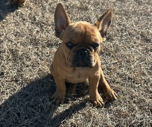 Medium French Bulldog