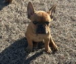 Puppy Little Red French Bulldog