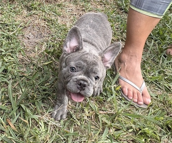 Medium Photo #3 French Bulldog Puppy For Sale in CAPE CORAL, FL, USA