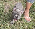 Puppy Nico French Bulldog