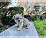 Small Photo #249 French Bulldog Puppy For Sale in HAYWARD, CA, USA