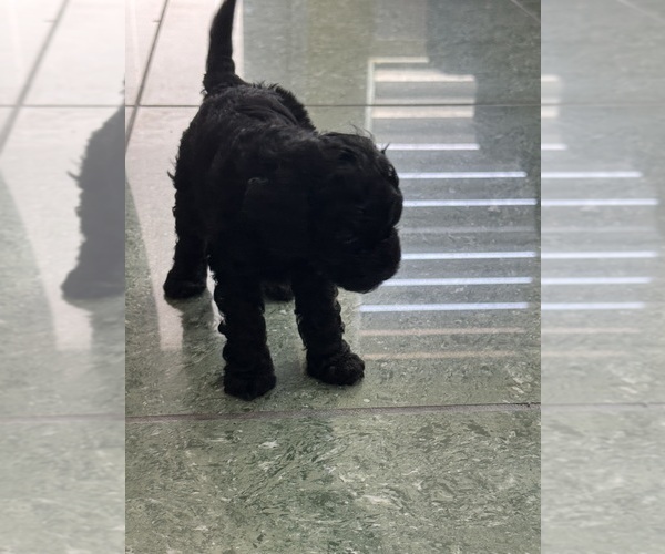 Medium Photo #37 Cavapoo-Poodle (Toy) Mix Puppy For Sale in PENSACOLA, FL, USA