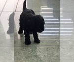 Small Photo #37 Cavapoo-Poodle (Toy) Mix Puppy For Sale in PENSACOLA, FL, USA
