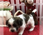 Small Photo #7 Zuchon Puppy For Sale in SILEX, MO, USA