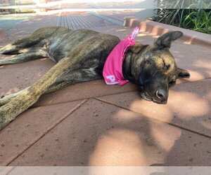 Macy - Female Holland Shepherd-Unknown Mix Dog for Adoption - Photo #2