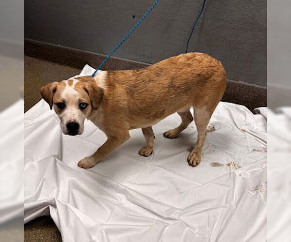 Medium Photo #1 Labrador Retriever-Unknown Mix Puppy For Sale in Las Vegas, NV, USA