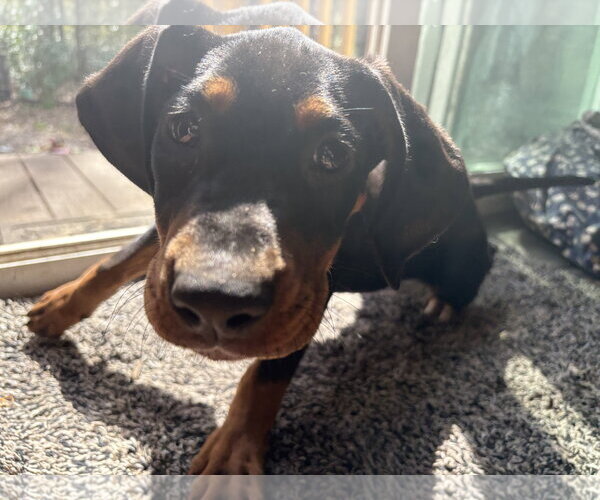 Medium Photo #4 Mutt Puppy For Sale in Mount Pleasant, SC, USA