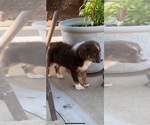 Small Photo #5 Australian Shepherd Puppy For Sale in COULTERVILLE, CA, USA