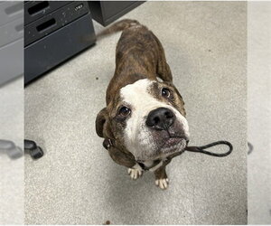 Bulloxer Dogs for adoption in Palmetto, FL, USA