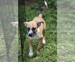 Urban - Male Mutt Dog for Adoption - Photo #7
