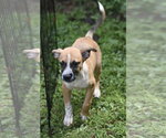 Small #6 Mutt