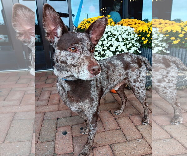 Medium Photo #2 Mutt Puppy For Sale in Rockaway, NJ, USA