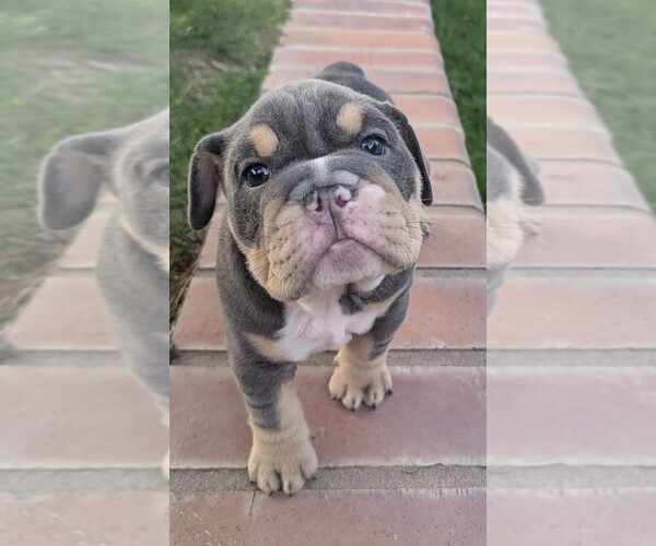Medium Photo #4 English Bulldog Puppy For Sale in RIVERSIDE, CA, USA