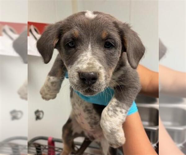 Medium Photo #1 Texas Heeler Puppy For Sale in Bakersfield, CA, USA
