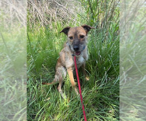 Medium Photo #2 Mutt Puppy For Sale in MIDWAY, UT, USA