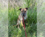 Small #1 Mutt