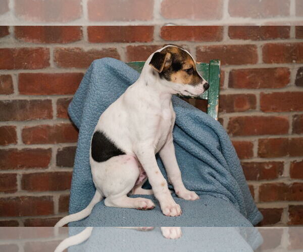 Medium Photo #3 Jack Russell Terrier-Unknown Mix Puppy For Sale in St. Louis Park, MN, USA