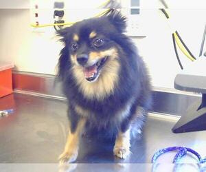 Pomeranian Dogs for adoption in Sacramento, CA, USA