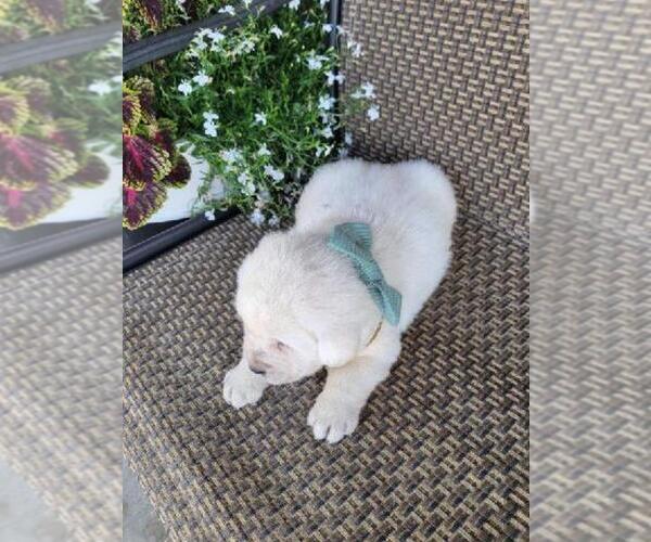 Medium Photo #3 Labrador Retriever Puppy For Sale in GRABILL, IN, USA