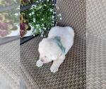 Small #2 Labrador Retriever