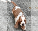 Small #8 Basset Hound