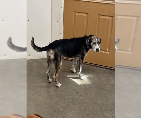 Medium Photo #4 Catahoula Leopard Dog-Unknown Mix Puppy For Sale in Mountain View, AR, USA